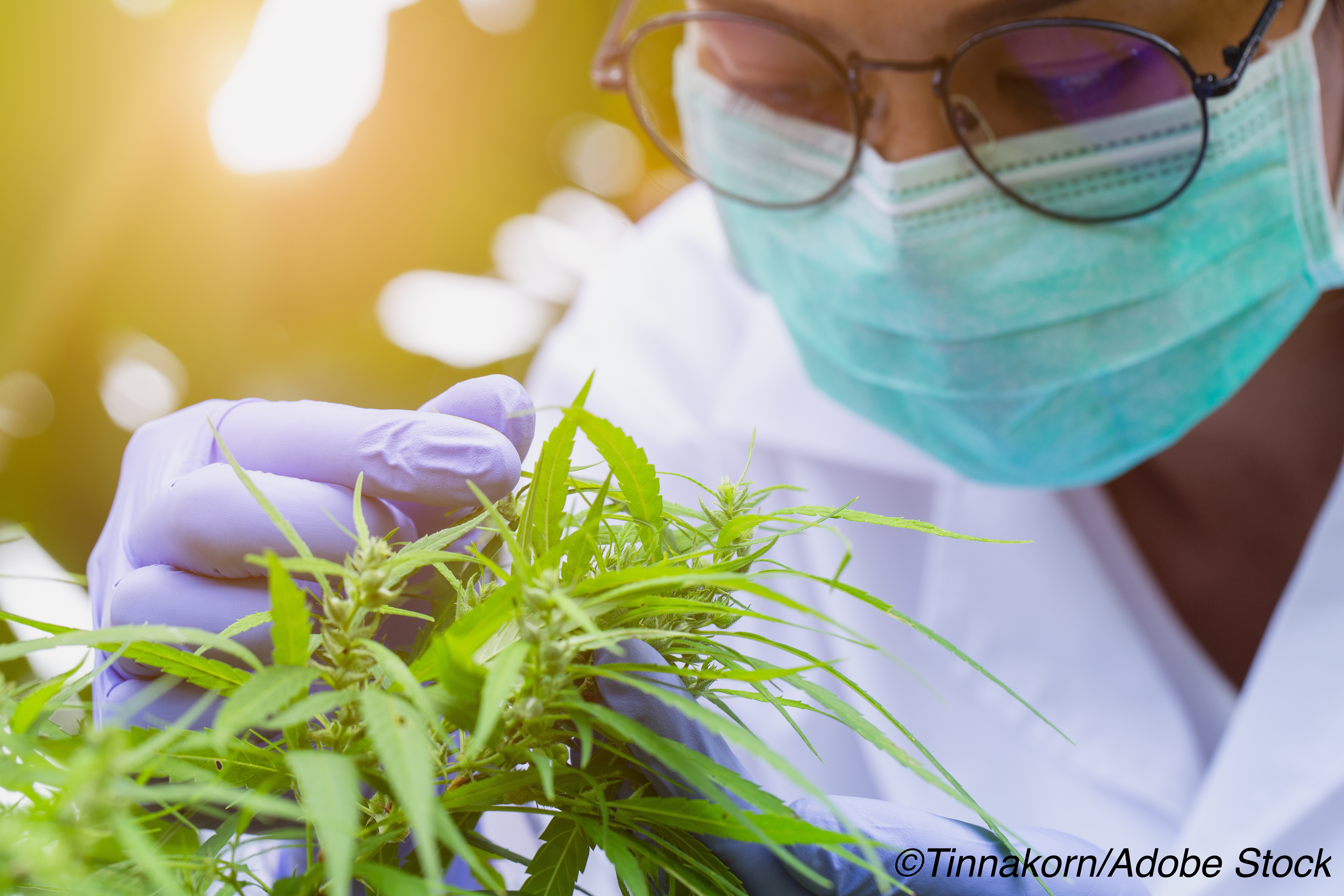 FDA Releases Draft Guidance for Cannabis-Derived Drug Research