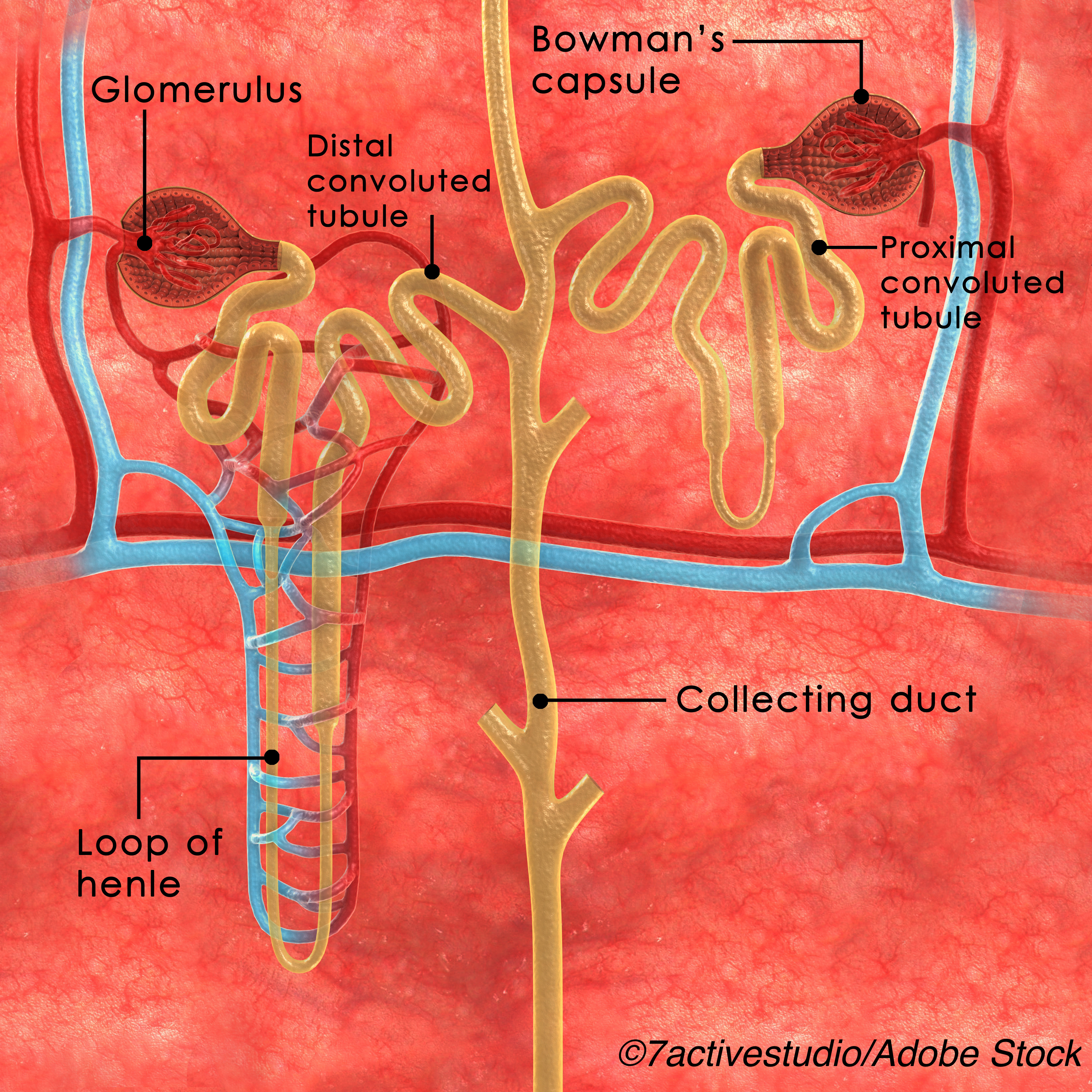 New GFR Equation Covers Full Spectrum of Age, Renal Function