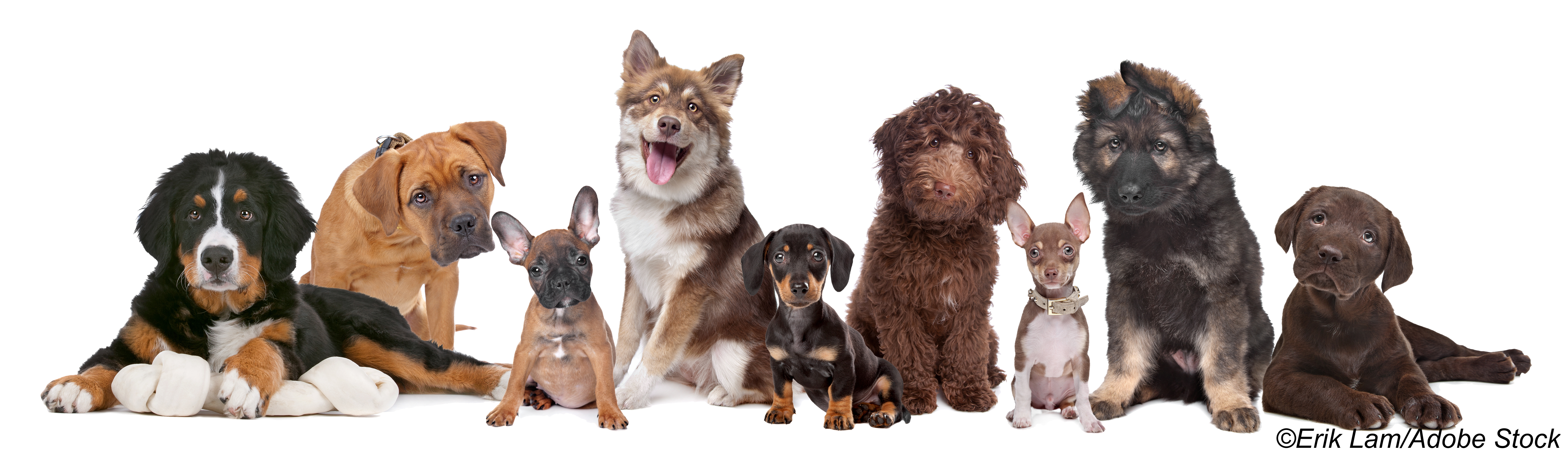 Drug Resistant <em>C Jejuni</em> Outbreaks Linked to Pet Store Puppies