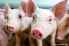 Short Study Hints at Viability of Genetically Modified Pig-to-Human Kidney Xenografts